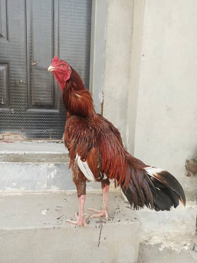aseel morga sale