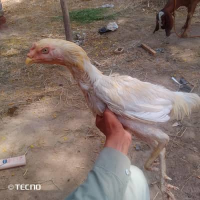shamo
