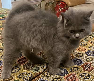 Kiten Male Triple Coat