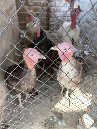 Turkeys