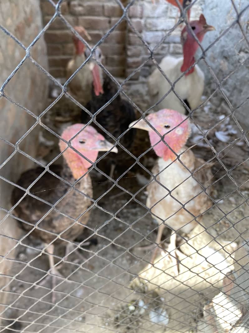 Turkeys 0