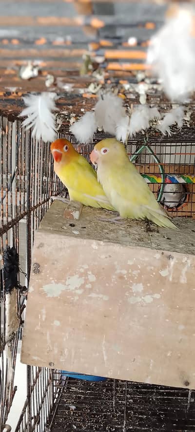 Breeder pair of love birds