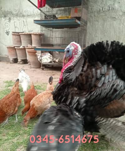 Breeder Adult Tarkey