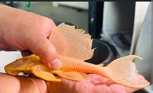 Albino pleco fish