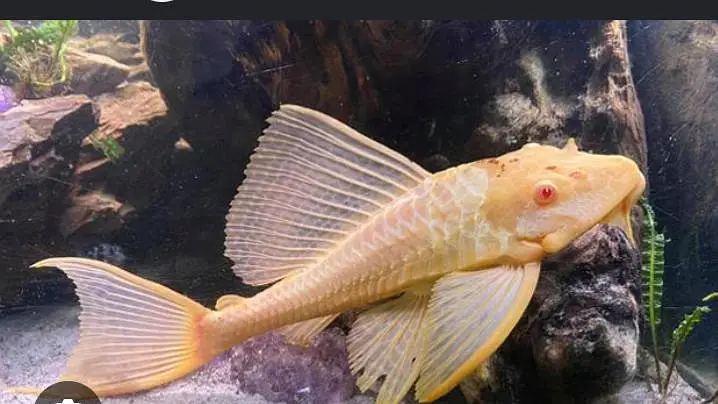 Albino pleco fish — photo 2