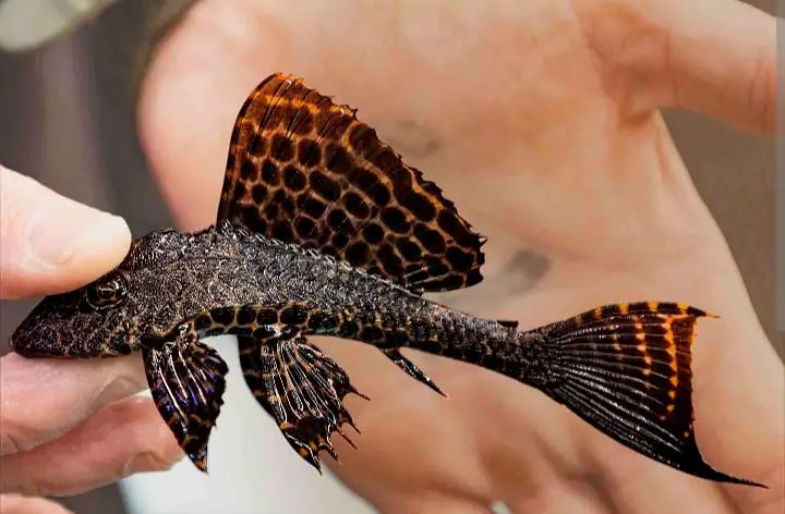 Albino pleco fish — photo 3