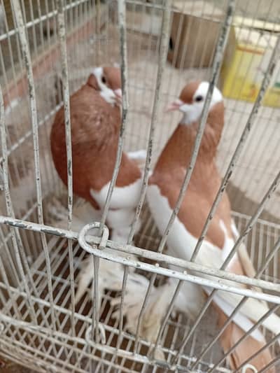 12 Beautiful Red & White Fancy Pigeons For Sale  | خوبصورت کبوتر