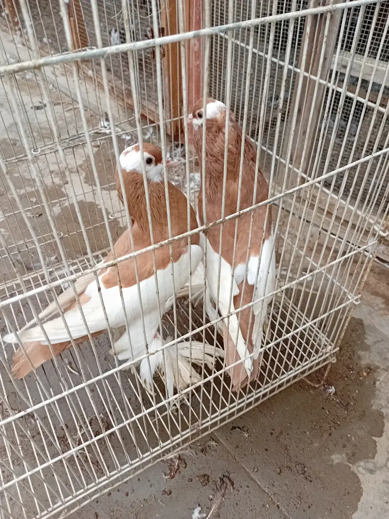 12 Beautiful Red & White Fancy Pigeons For Sale  | خوبصورت کبوتر — photo 2