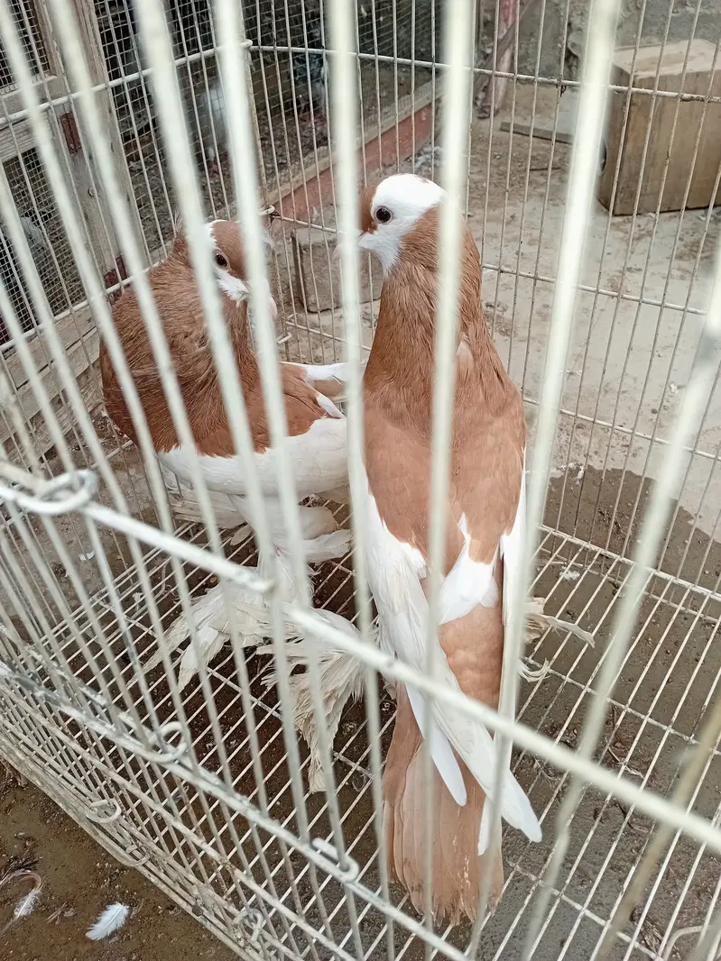 12 Beautiful Red & White Fancy Pigeons For Sale  | خوبصورت کبوتر — photo 3