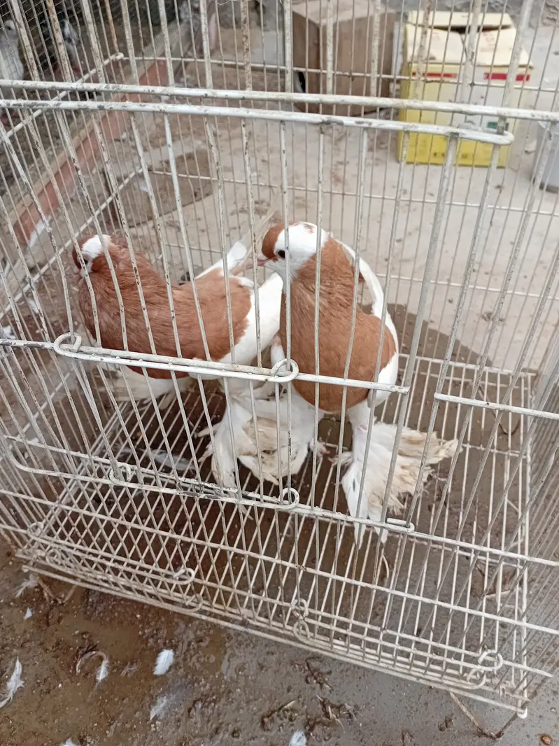 12 Beautiful Red & White Fancy Pigeons For Sale  | خوبصورت کبوتر — photo 4
