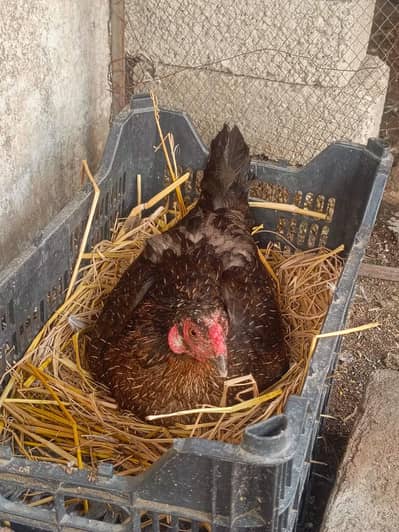 Crook Hen For Sale