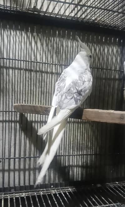 Breeder Pair