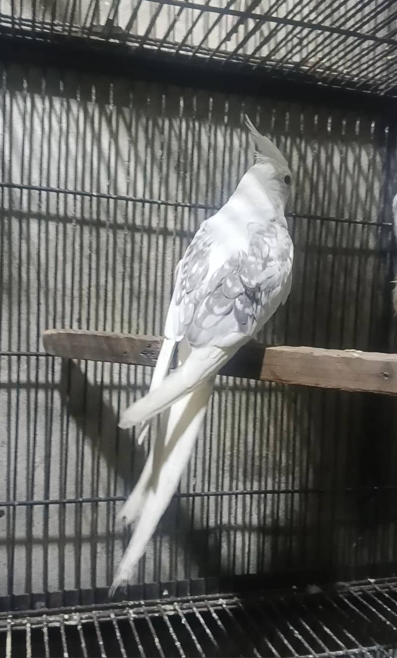 Breeder Pair 0