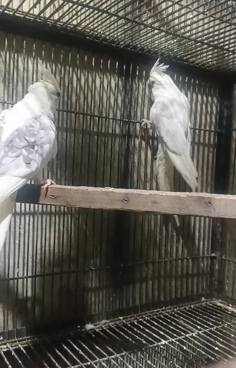 Breeder Pair 1