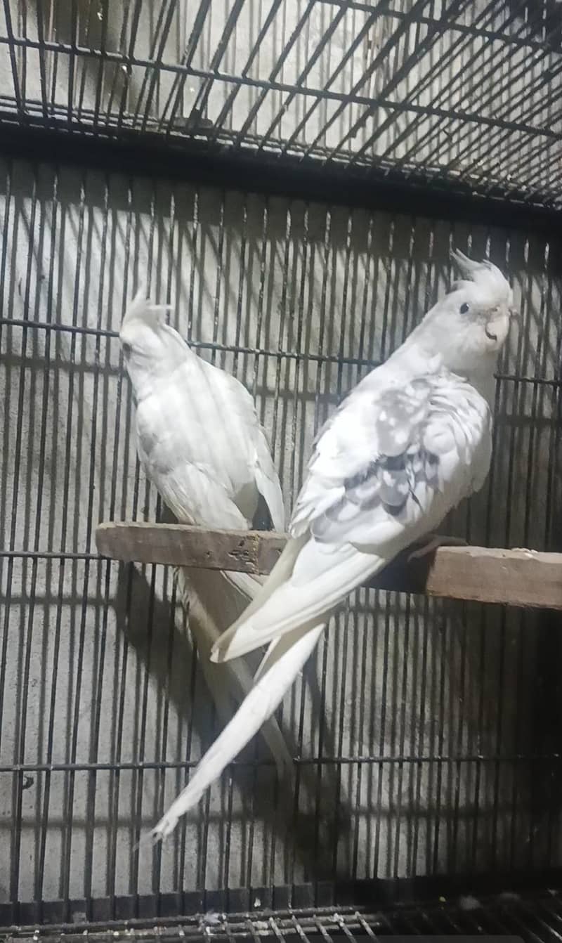 Breeder Pair 2
