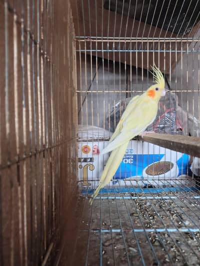 coctail perrot
