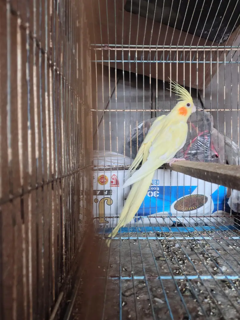 coctail perrot — photo 2