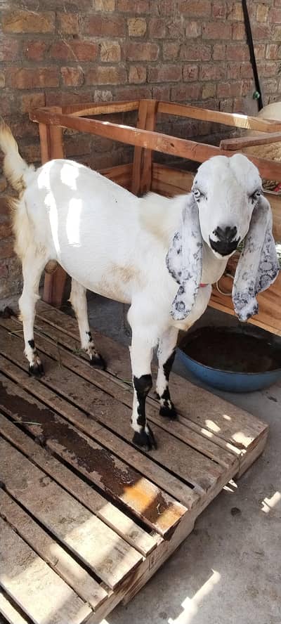 Bakra Dogla