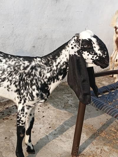 pure rajanpurri D face age 9 month pair