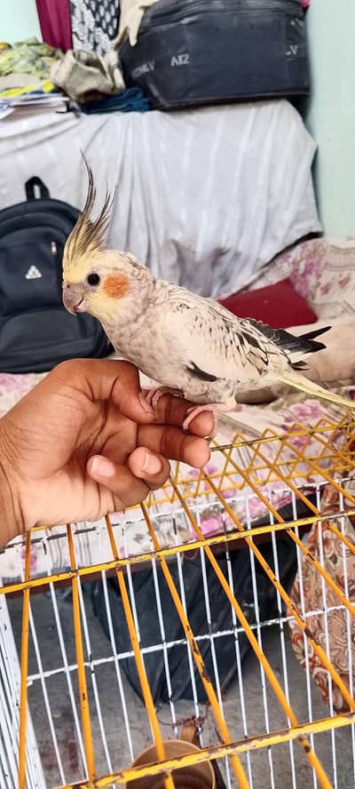 Hand tame cocktail male