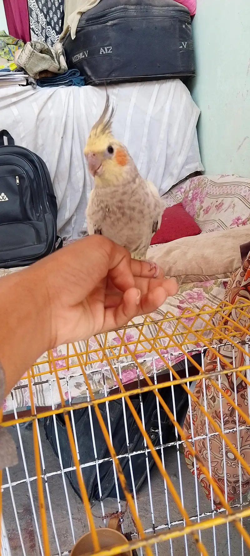 Hand tame cocktail male — photo 2