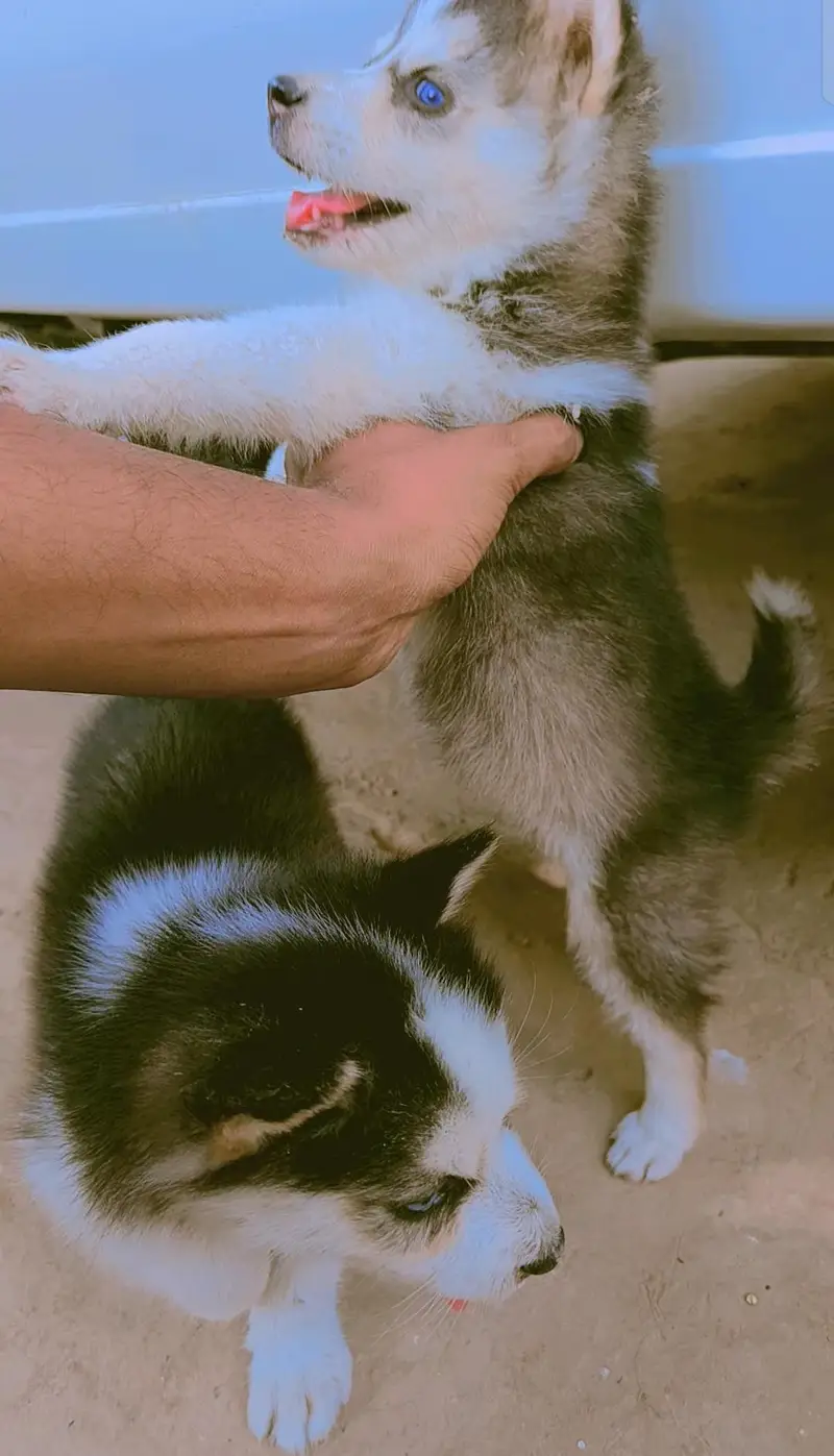 Husky puppy for sale — photo 3
