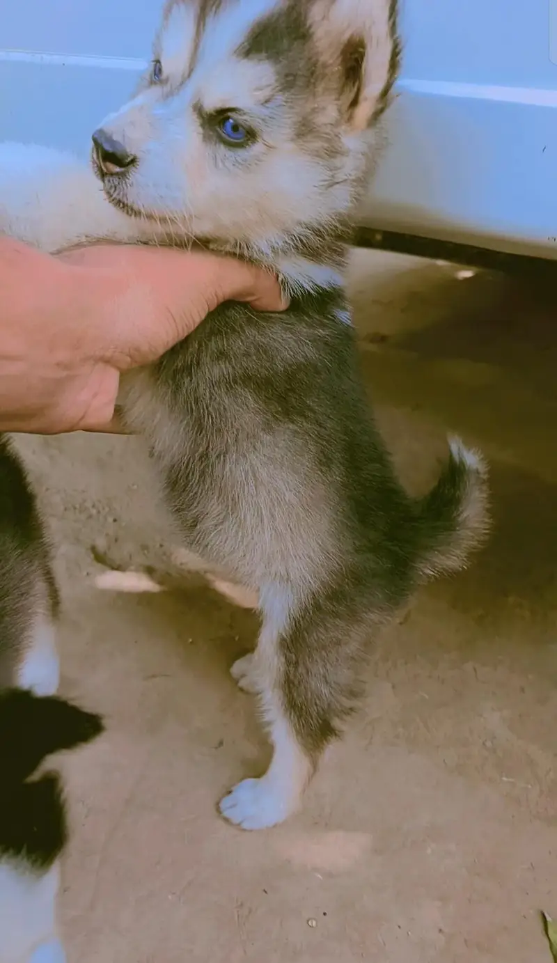 Husky puppy for sale — photo 4