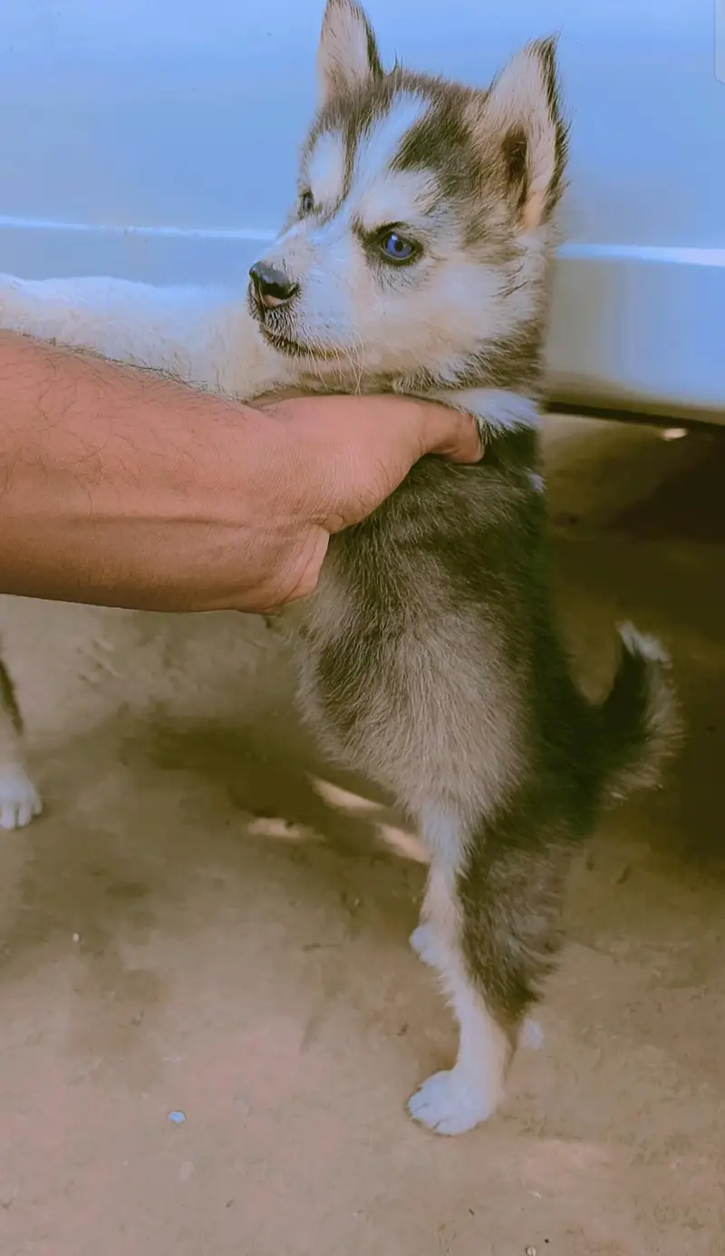 Husky puppy for sale — photo 5