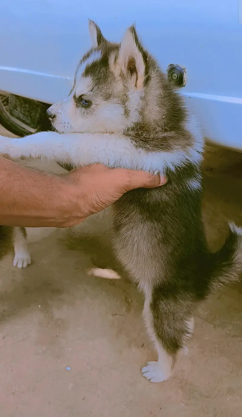 Husky puppy for sale — photo 6