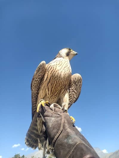 beautiful Bird
