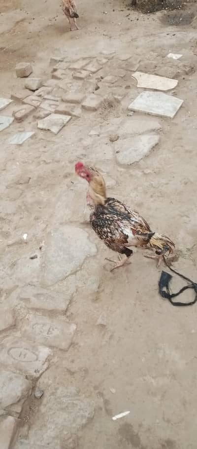 urgent sale krna ha