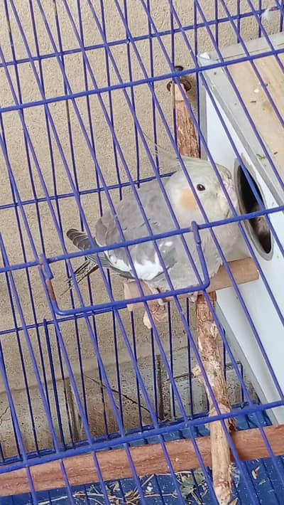1 breeder pair and one male high quality at low price