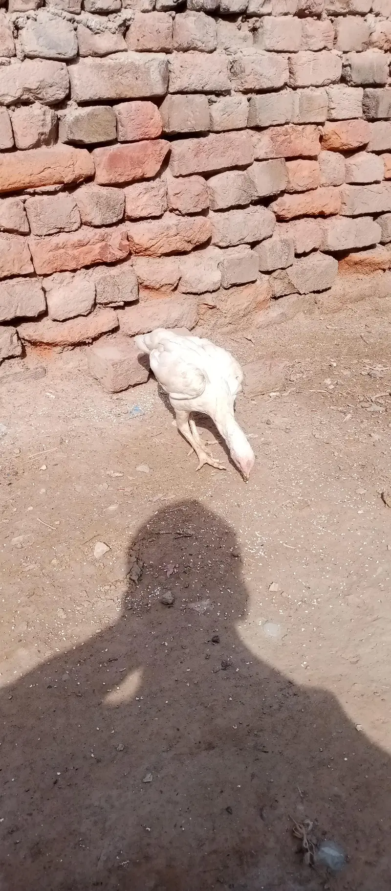 urgent sale krna ha — photo 2
