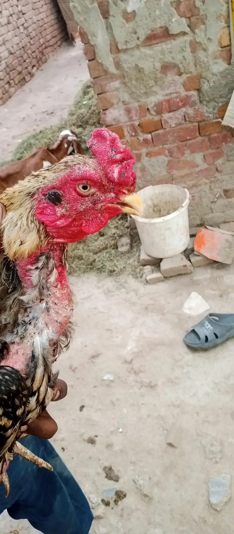 urgent sale krna ha — photo 4