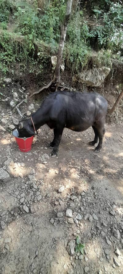 Male Buffalo Rs 190K