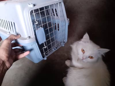 white cat for sale with new cage 03274094366