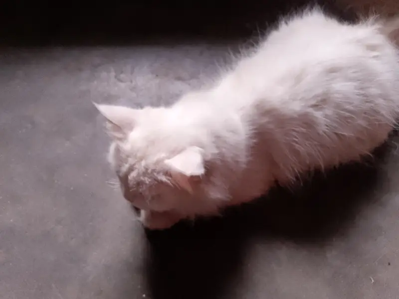 white cat for sale with new cage 03274094366 — photo 3