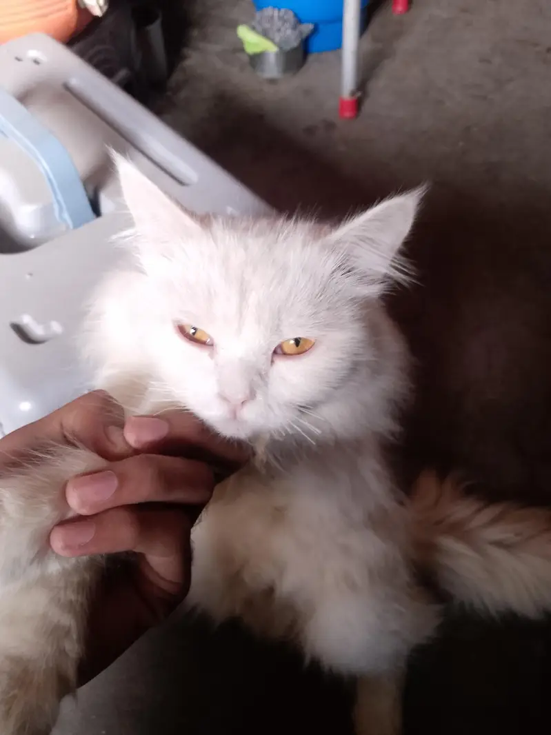 white cat for sale with new cage 03274094366 — photo 4