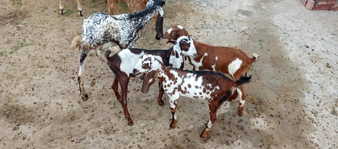 3 Goats kids for sale 0321/4343/788