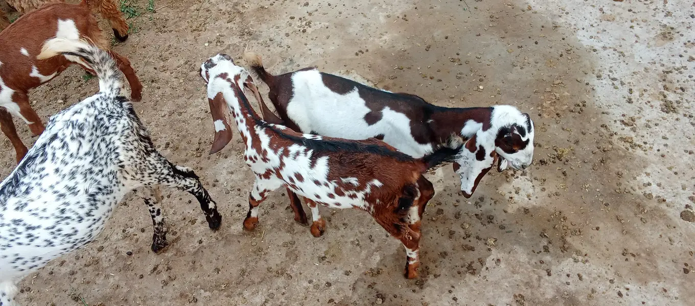 3 Goats kids for sale 0321/4343/788 — photo 2