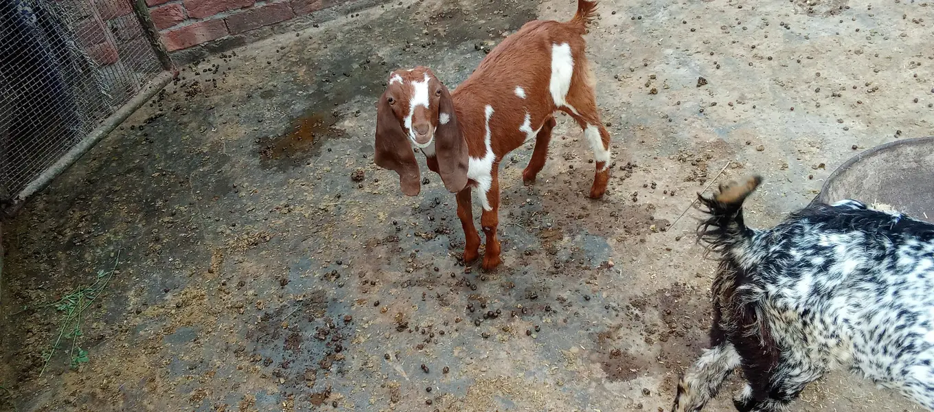 3 Goats kids for sale 0321/4343/788 — photo 3