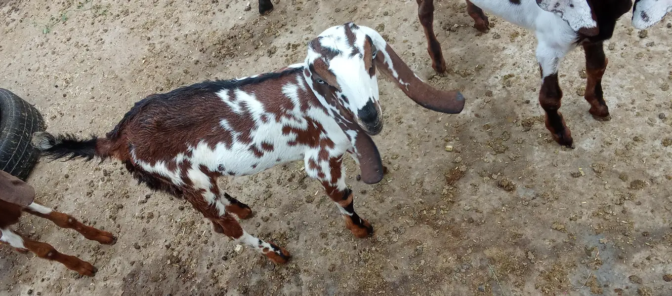 3 Goats kids for sale 0321/4343/788 — photo 4