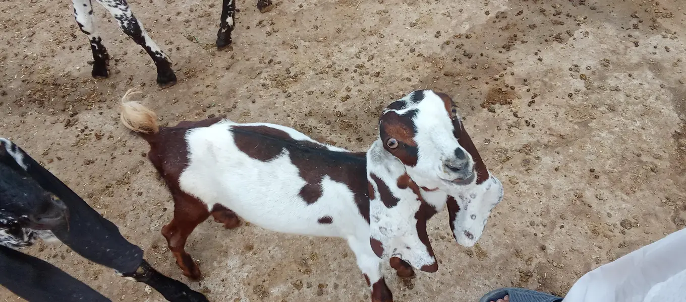 3 Goats kids for sale 0321/4343/788 — photo 5