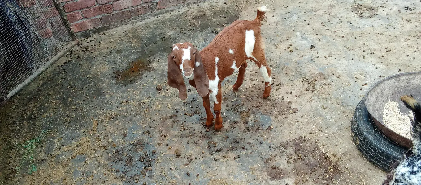3 Goats kids for sale 0321/4343/788 — photo 6