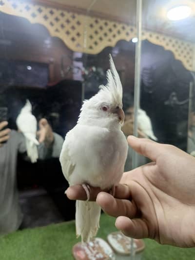 cockateil handtame parrot