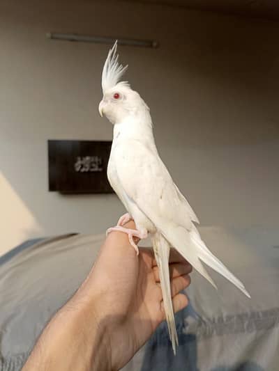cockateil handtame parrot