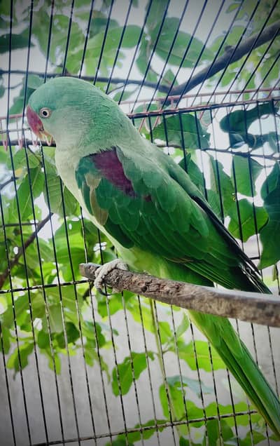 Healthy Female Alexandrine Pahari Parrot / Gujra Tota