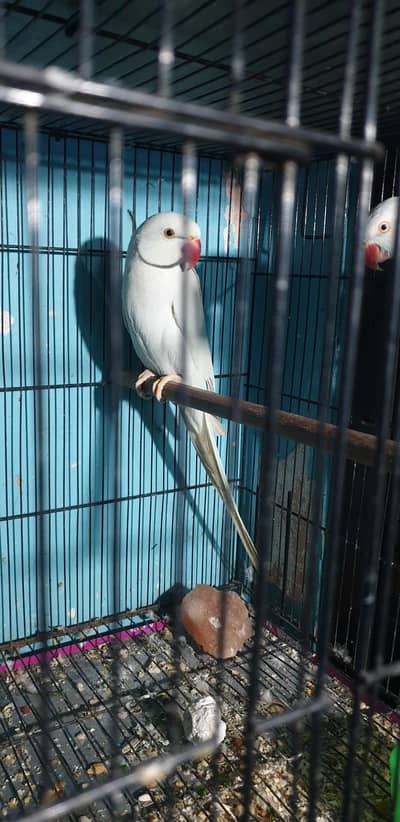 ringneck breeder pair