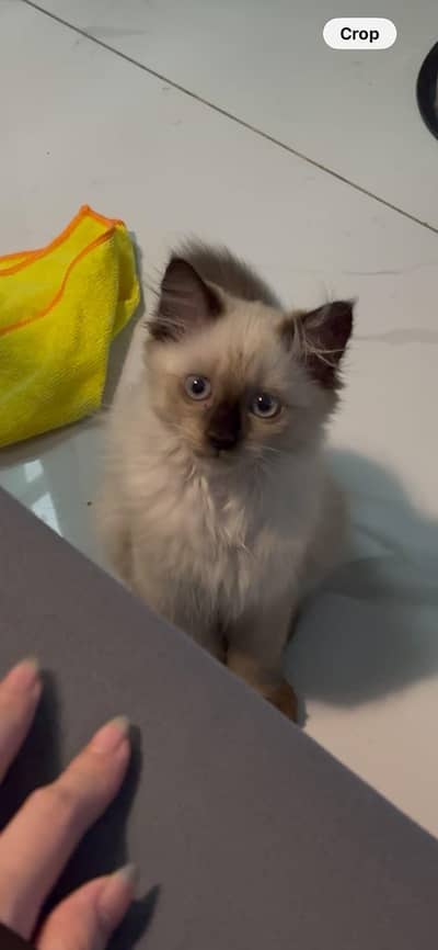 Ragdoll mink cat - 3 months old
