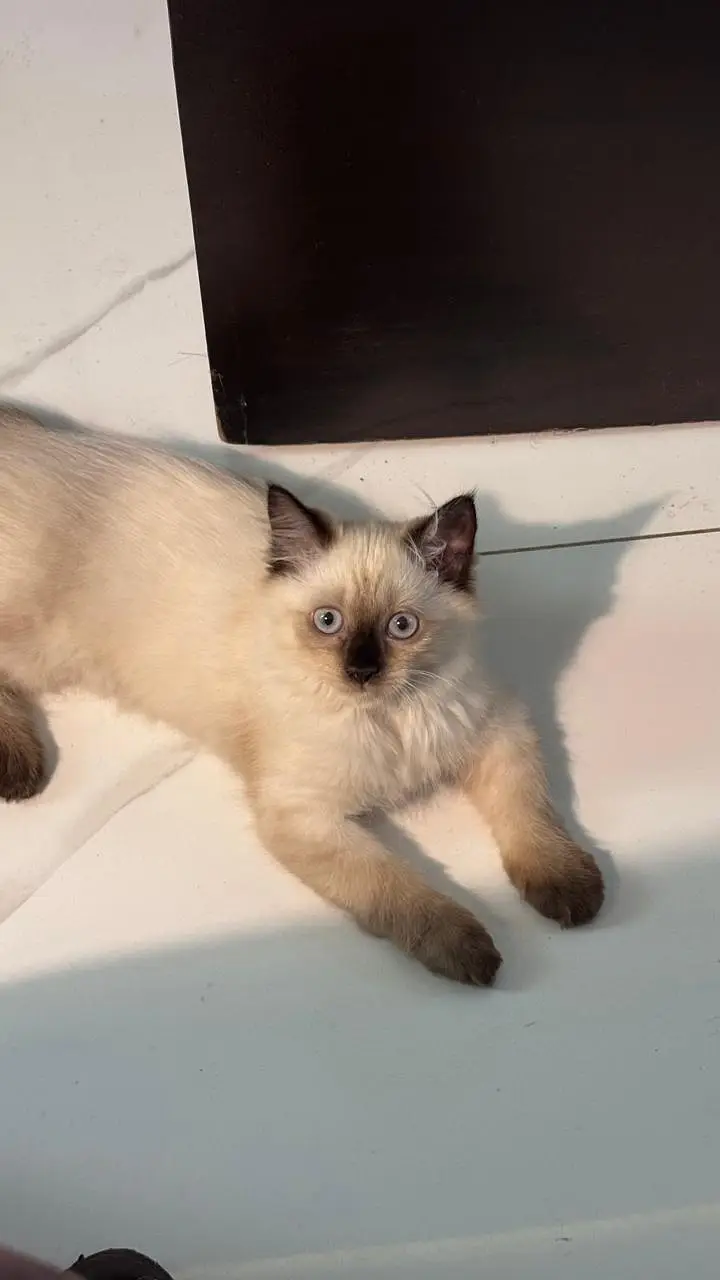 Ragdoll mink cat - 3 months old — photo 2
